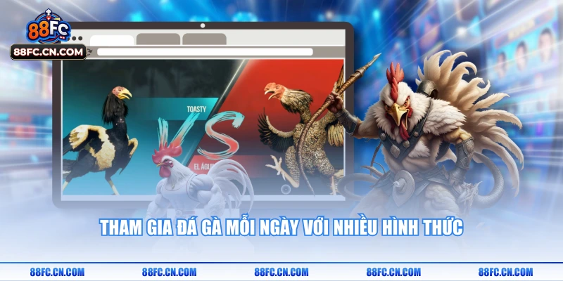 Tham gia đá gà mỗi ngày với nhiều hình thức